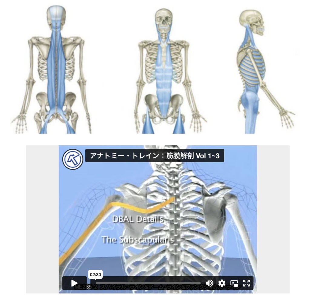 アナトミー・トレイン 筋膜解剖 ～筋筋膜経線の解剖～ 3シリーズ DVD ...